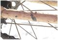 Thumbnail for version as of 08:02, 5 October 2026